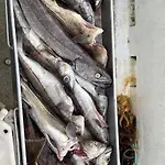 Krokenes *
